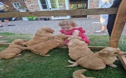Golden Retriever dogs for sale: 1 bitch and 3 dogs currently available  - Image 4