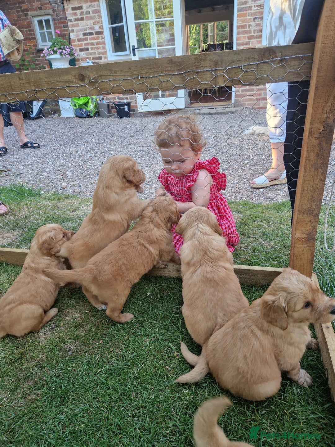 Golden Retriever dogs for sale: 1 bitch and 3 dogs currently available  - Image 4