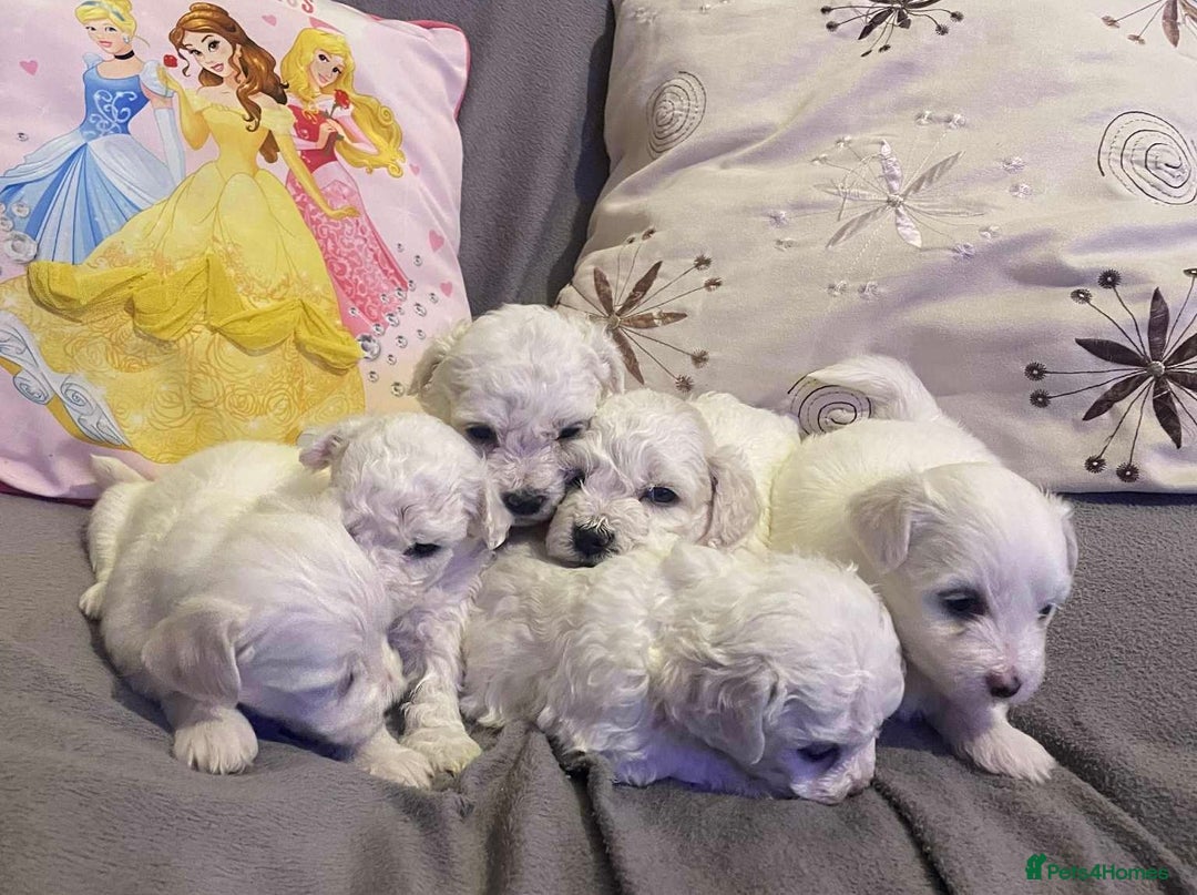 Maltese dogs for sale: Stunning Purebred Maltese Puppies Ready 17th Sept - Image 3