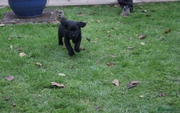Labrador Retriever dogs for sale: 1 Black Labrador bitch left ready to go now  - Image 23