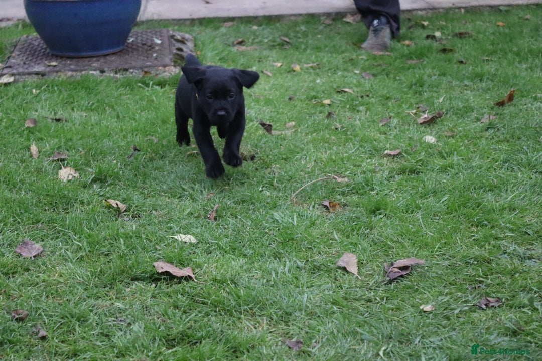 Labrador Retriever dogs for sale: 1 Black Labrador bitch left ready to go now  - Image 23
