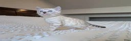 Bengal cats for sale: 🖤🩶🤍 Stunning Bengal Kittens 🤍🩶🖤 - Advert 11