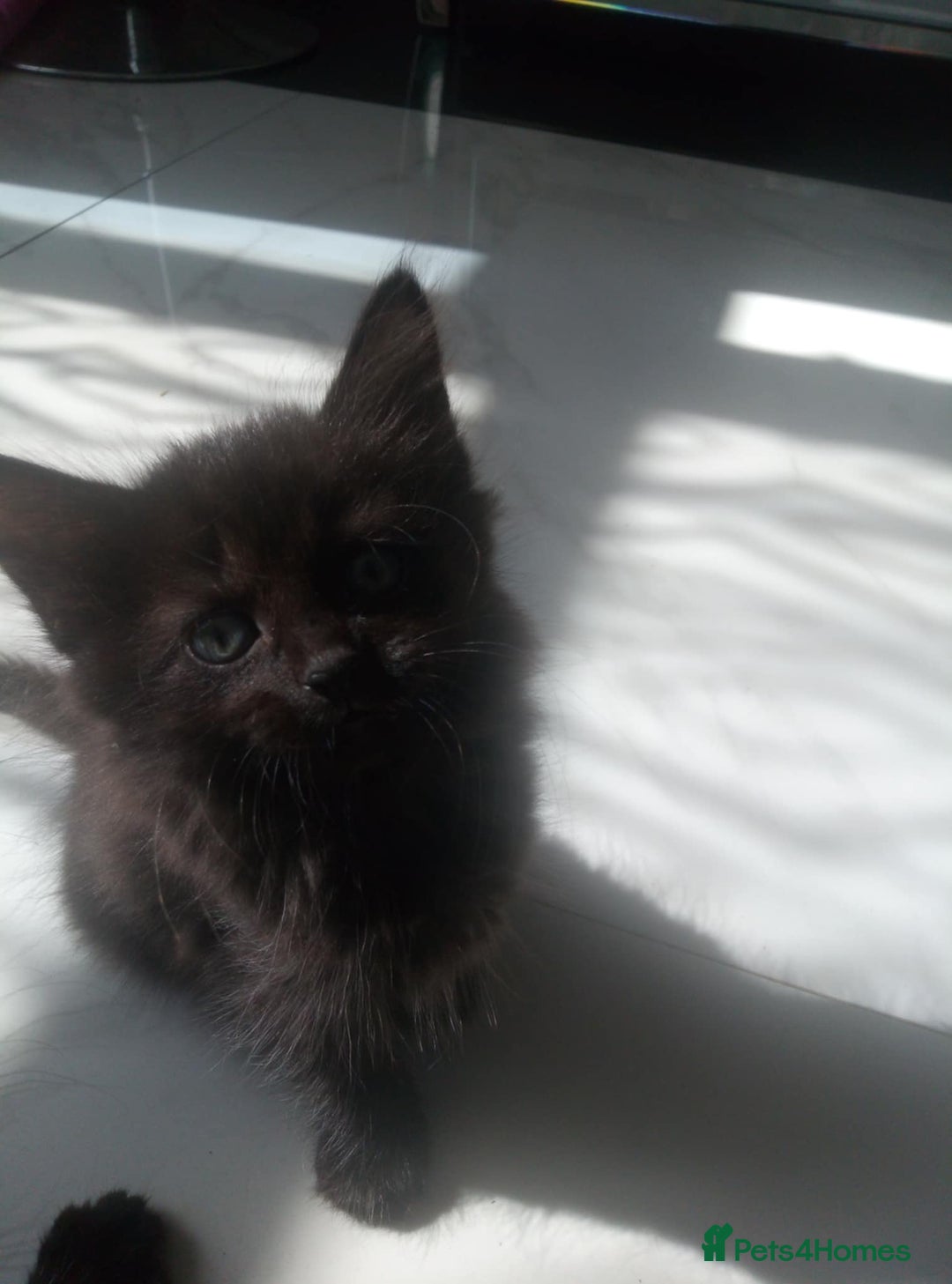 Mixed Breed cats for sale: Kittens - Image 4