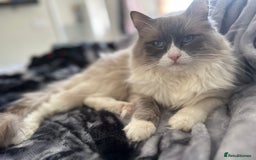 Ragdoll cats for sale: Active GCCF Blue Bicolor Ragdoll Male 🐾💙 in Taunton - Image 2