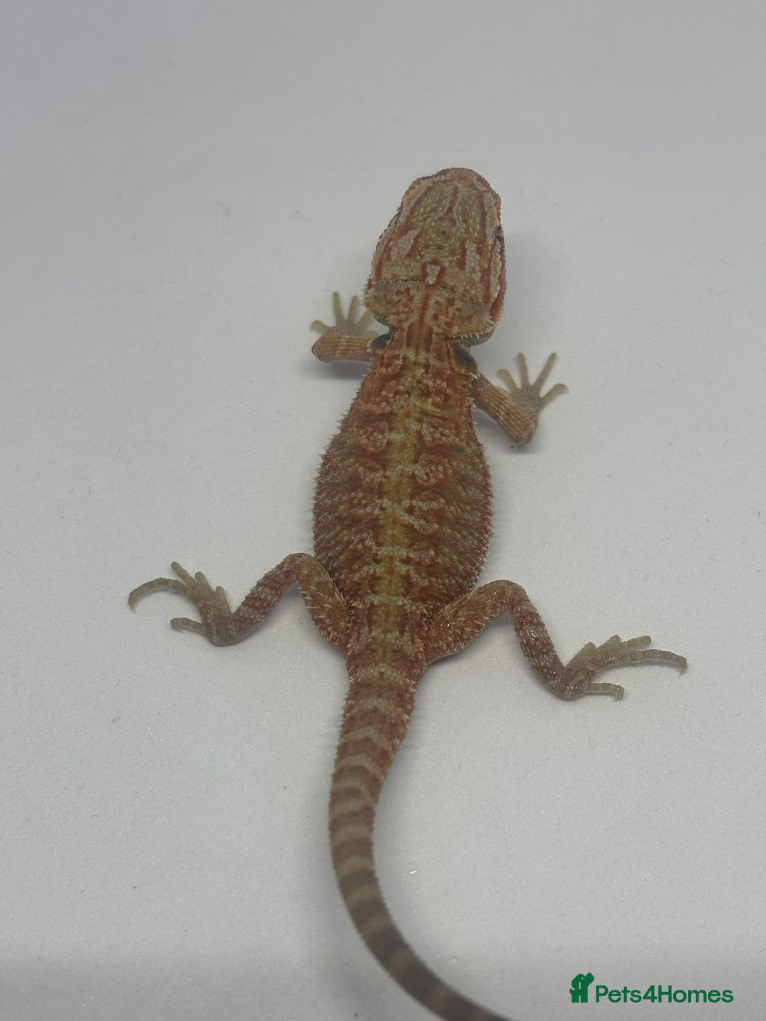 Bearded Dragon reptiles for sale: Baby beardies - Image 16