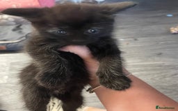 Mixed Breed cats for sale: 1 male still available  in Witney - Image 27