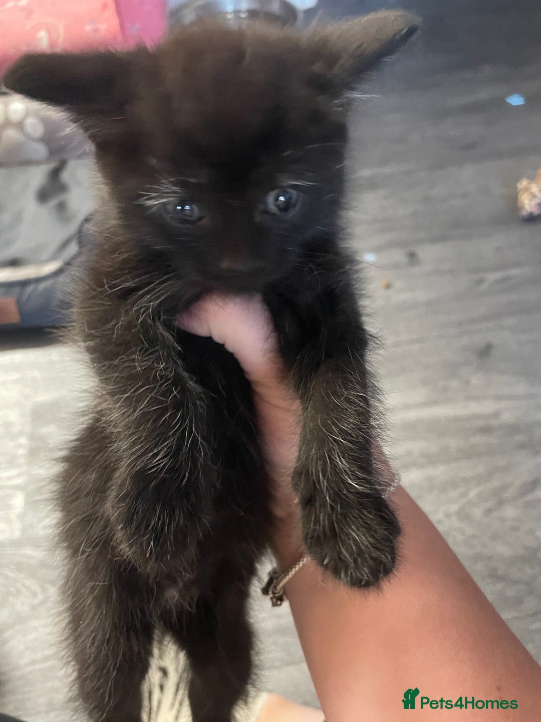Mixed Breed cats for sale: 1 male still available  in Witney - Image 27