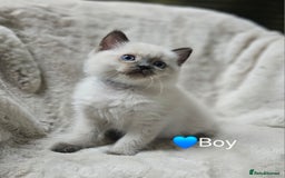 Ragdoll cats for sale: PURE RAGDOLL KITTENS 💜💙💚🤎 - Image 6