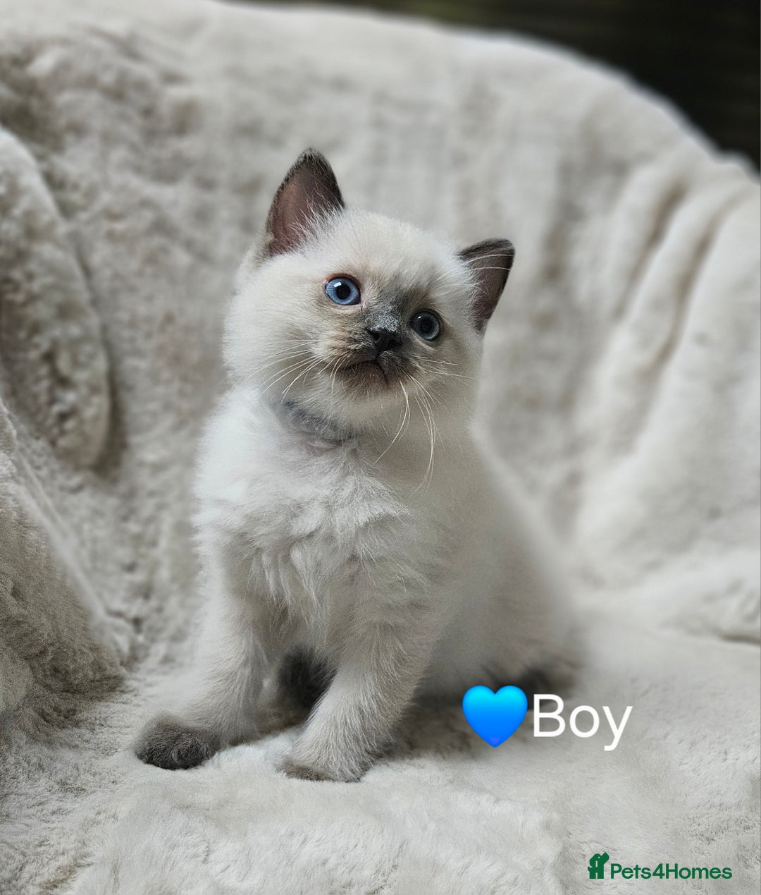 Ragdoll cats for sale: PURE RAGDOLL KITTENS 💜💙💚🤎 - Image 6