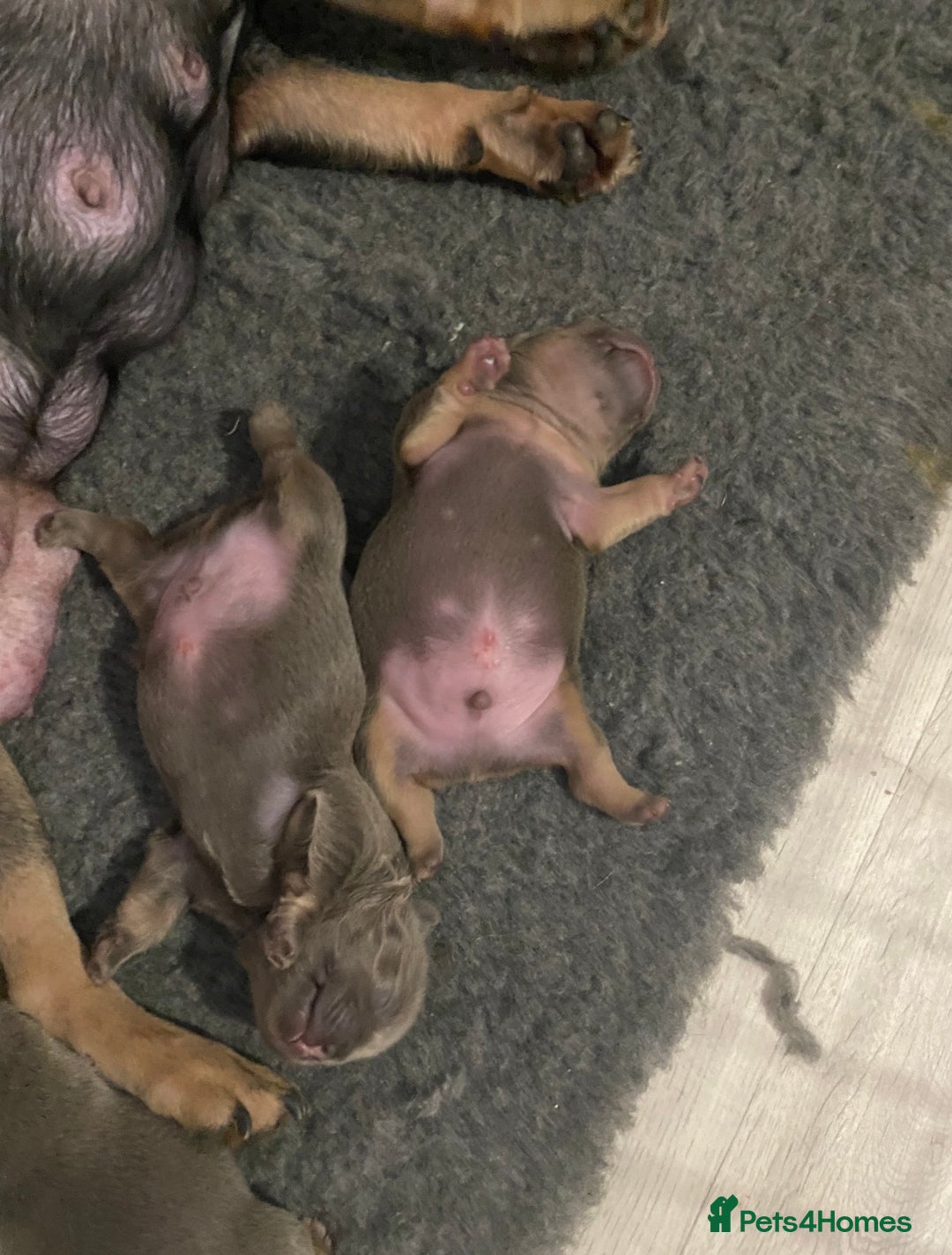 French Bulldog dogs for stud: Proven lilac & tan boy carrying cream & testable - Image 18