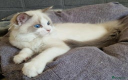 Ragdoll cats for sale: GRAND Champion European Line kittens.FULL PEDIGREE - Image 8