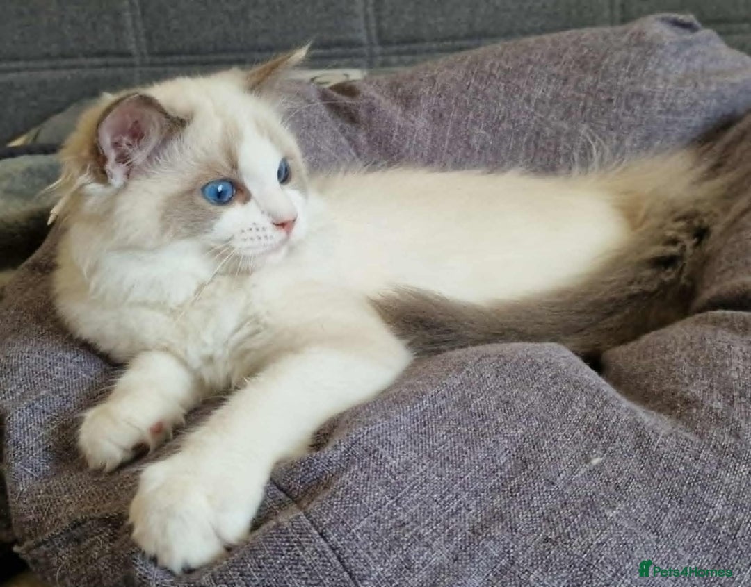 Ragdoll cats for sale: GRAND Champion European Line kittens.FULL PEDIGREE - Image 8