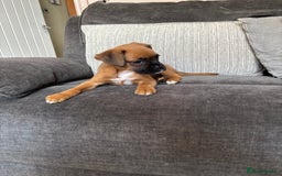 Boxer dogs for sale: Gorgeous boxer puppies for sale  - Image 4