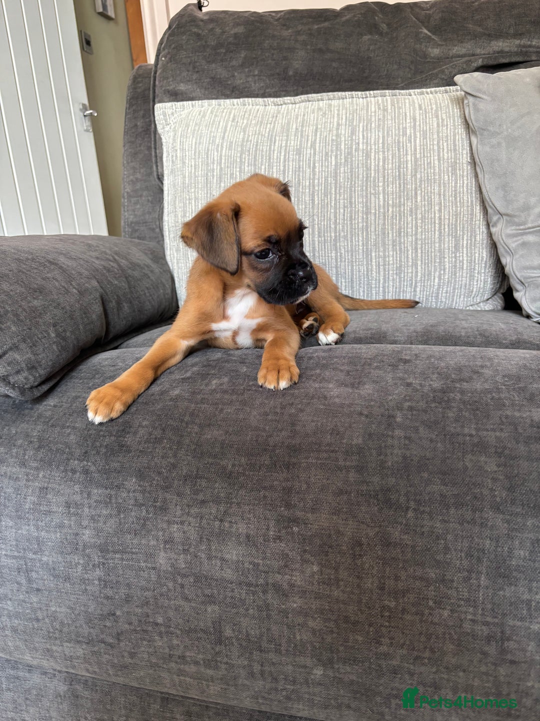 Boxer dogs for sale: Gorgeous boxer puppies for sale  - Image 4
