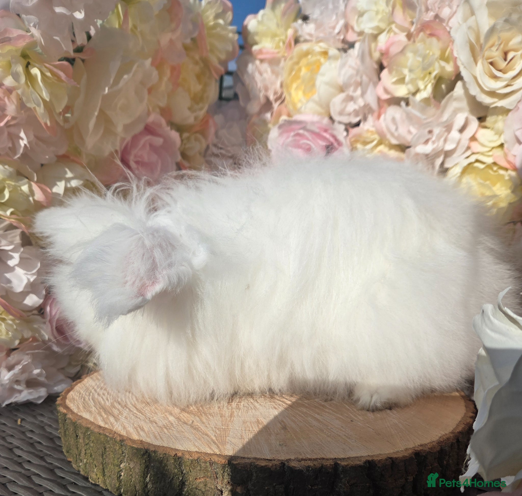 Angora rabbits for sale: Teddywidders - Advert 31