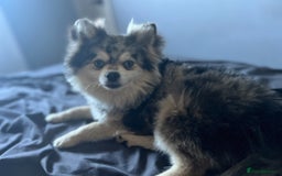 Pomsky dogs for sale: *WAITLIST OPEN* Pomsky puppy *FOUND HOMES* - Image 13