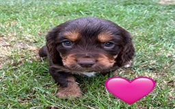 Cocker Spaniel dogs for sale: GORGEOUS WORKING COCKER PUPS - Image 34