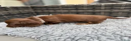 Dachshund dogs for sale:  Two Miniature long hair dachshund puppy’s  - Advert 3