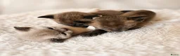Burmese cats for sale: Outstanding Pedigree Registered Burmese Kittens  - Advert 6