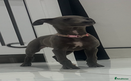 Whippet dogs for sale: 9 weeksold blue whippets ready to leave  - Image 4