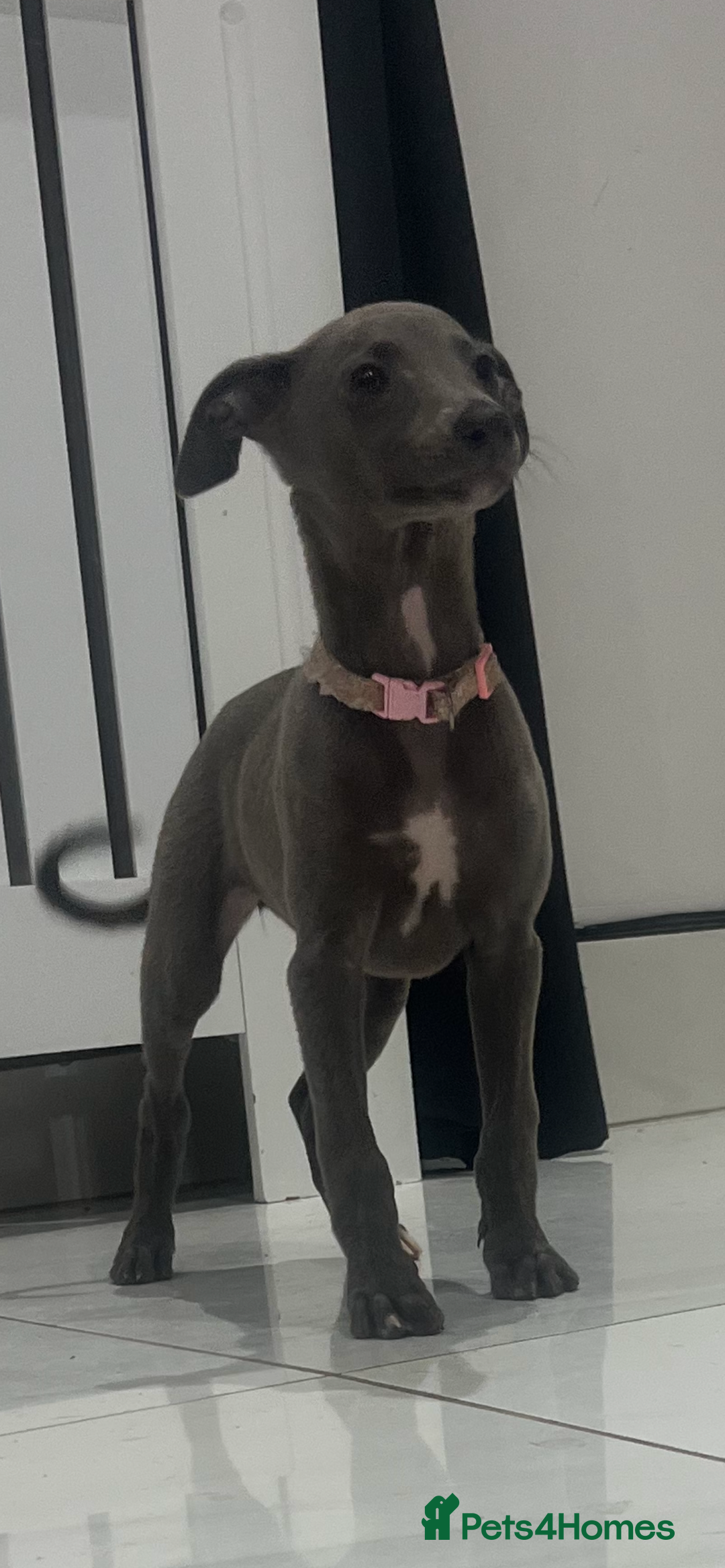 Whippet dogs for sale: 9 weeksold blue whippets ready to leave  - Image 4