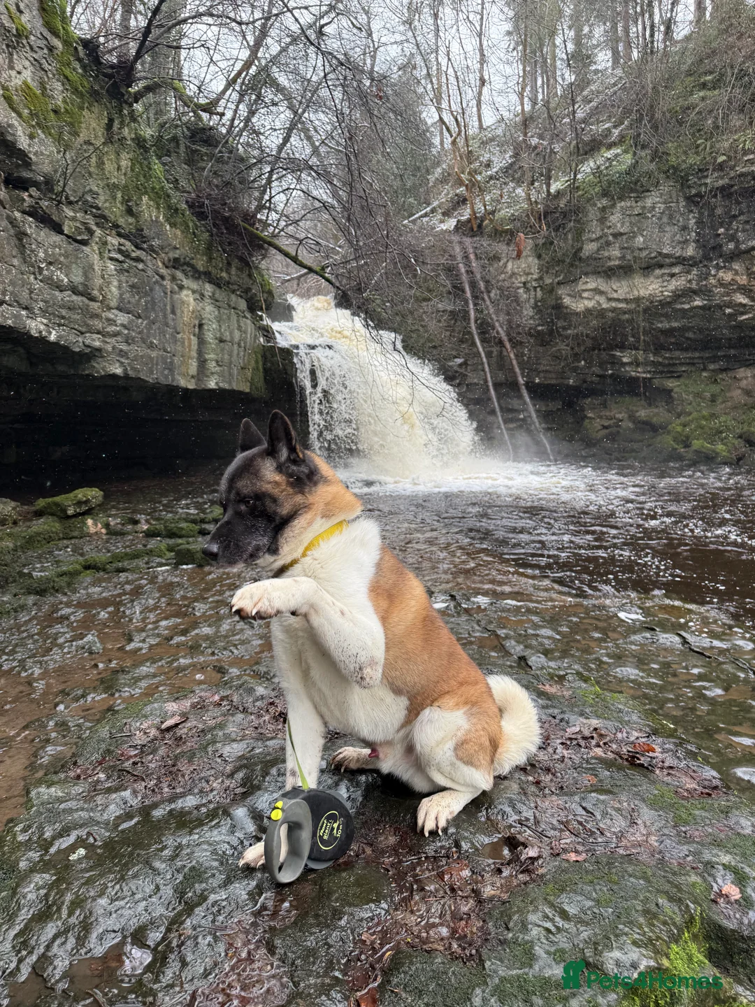 Akita dogs for stud: American Akita for stud  **  - Advert 1