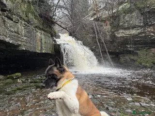 Akita dogs American Akita for stud ** - Advert 8