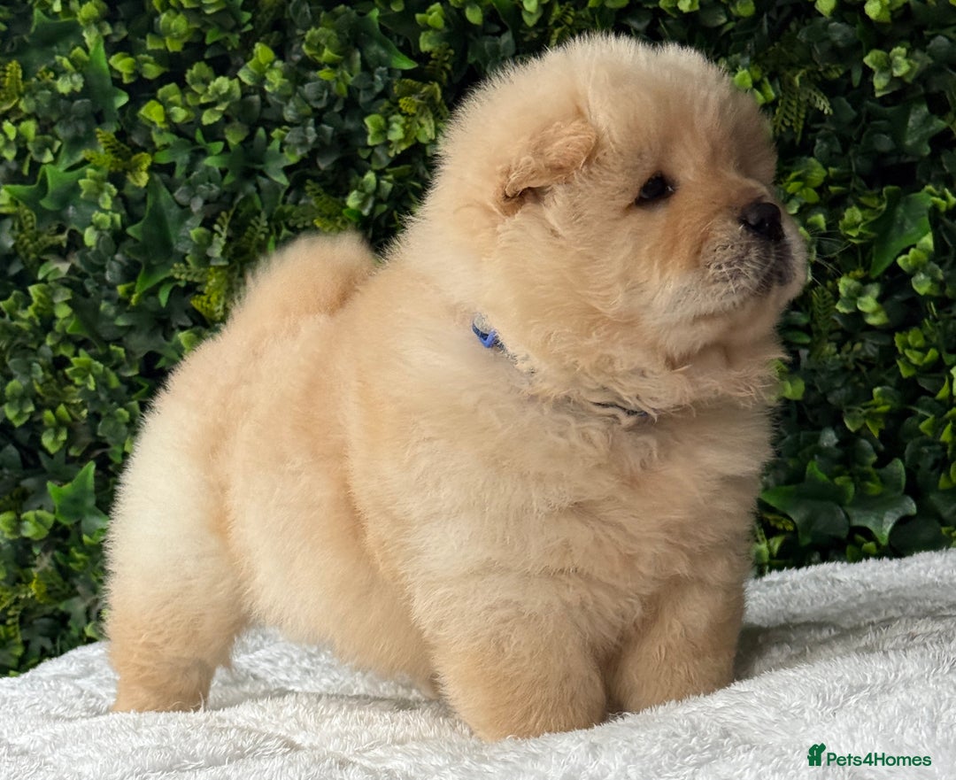 Chow Chow dogs for sale: 🧸🧸Beautiful litter of chow chow puppies🧸🧸 - Image 13