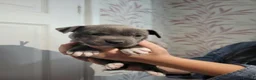 Staffordshire Bull Terrier dogs for sale: Last kc staffy girls - Advert 4