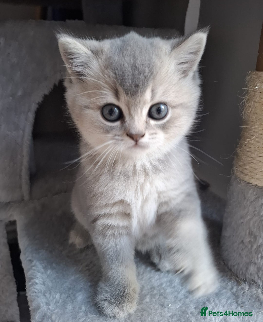 British Shorthair cats for sale: Female British shorthair female  - Advert 3