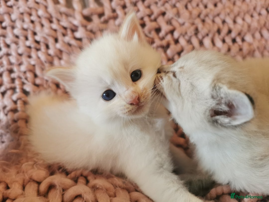Ragdoll cats for sale: Full ragdoll kittens flame and seal  - Image 4