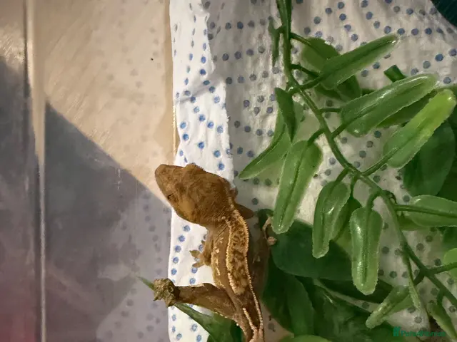 Gecko reptiles for sale: 7 crested geckos baby’s - Advert 2