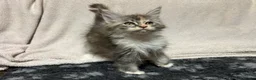 Maine Coon cats for sale: TICA Registered Maine Coon Kittens.  READY NOW  - Advert 3
