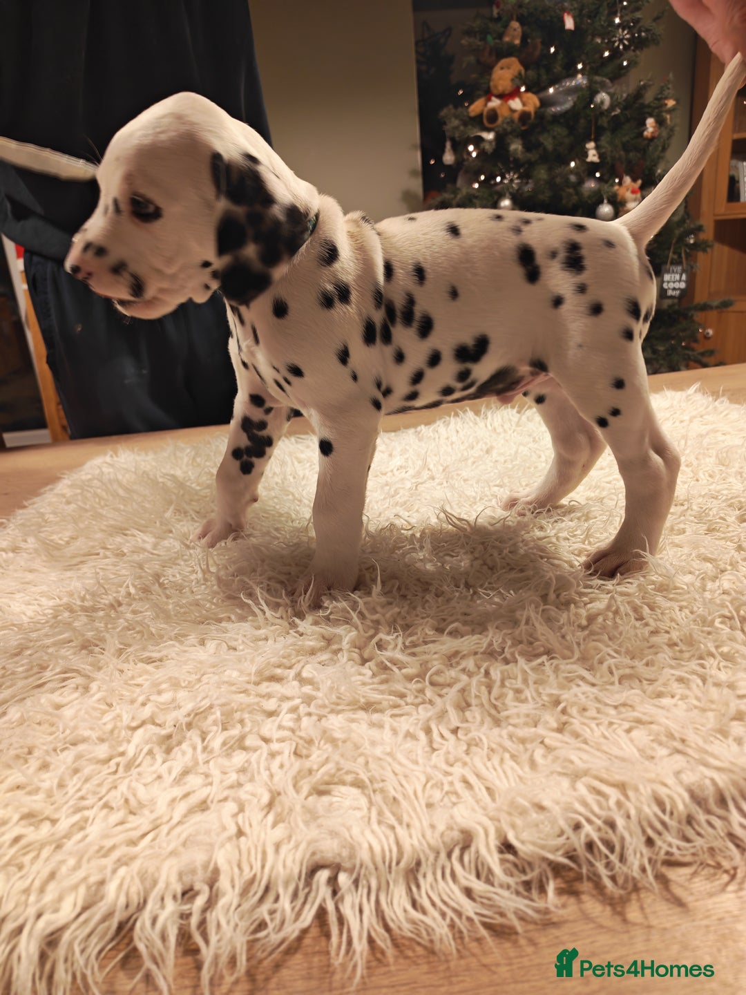 Dalmatian dogs for sale: Ready now - Champion Boys in the making!! - Advert 37