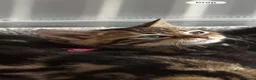 Bengal cats for sale: bengal cross kittens - Advert 21