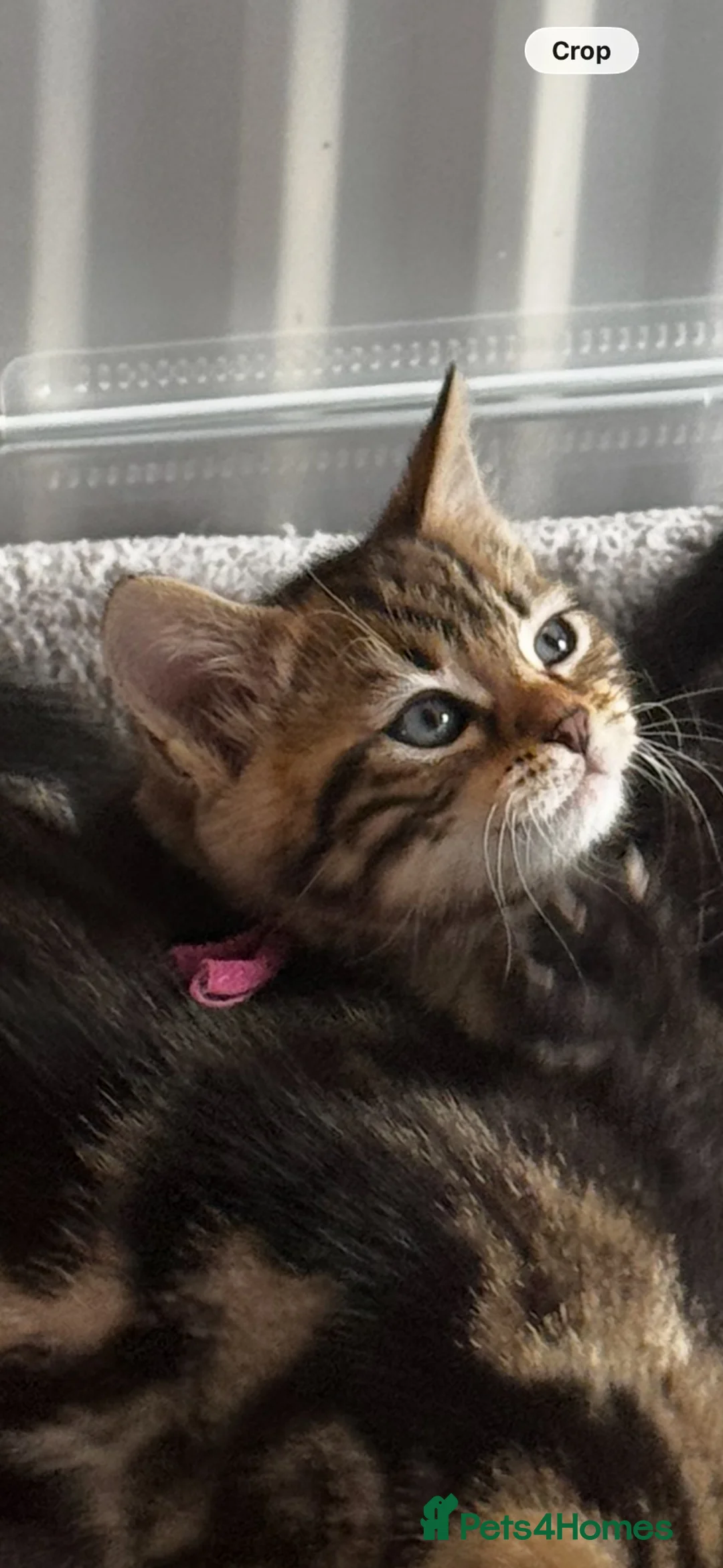 Bengal cats for sale: bengal cross kittens - Advert 21