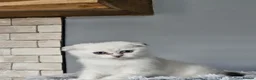 Scottish Fold cats for sale: Beautiful scottish fold babies  - Advert 3