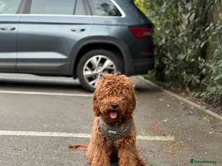 Cockapoo dogs Cockapoo M | 7 Months Vaccinated Calm Family Dog - Advert 2