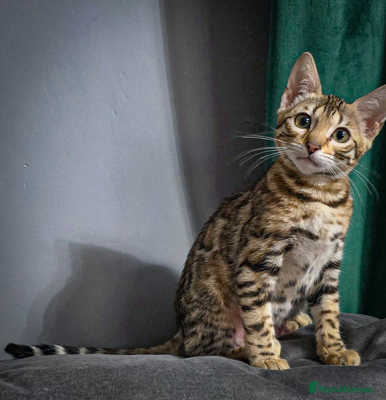 Bengal cats Ready NOW 2 girls and boy ready from middle May - Advert 6