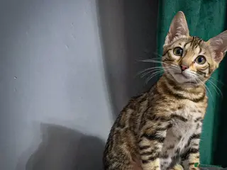 Bengal cats Ready NOW 2 girls and boy ready from middle May - Advert 6