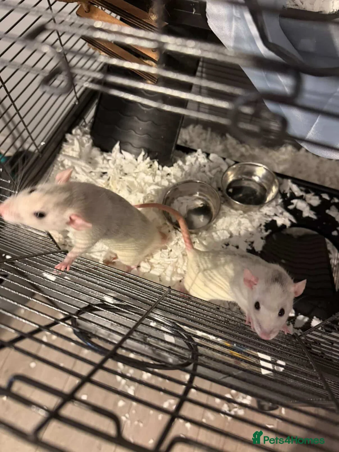 Rat rodents for sale: 2 FEMALE RATS FOR SALE!! With the cage!! in Rochester - Advert 1