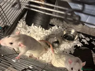 Rat rodents 2 FEMALE RATS FOR SALE!! With the cage!! - Advert 3