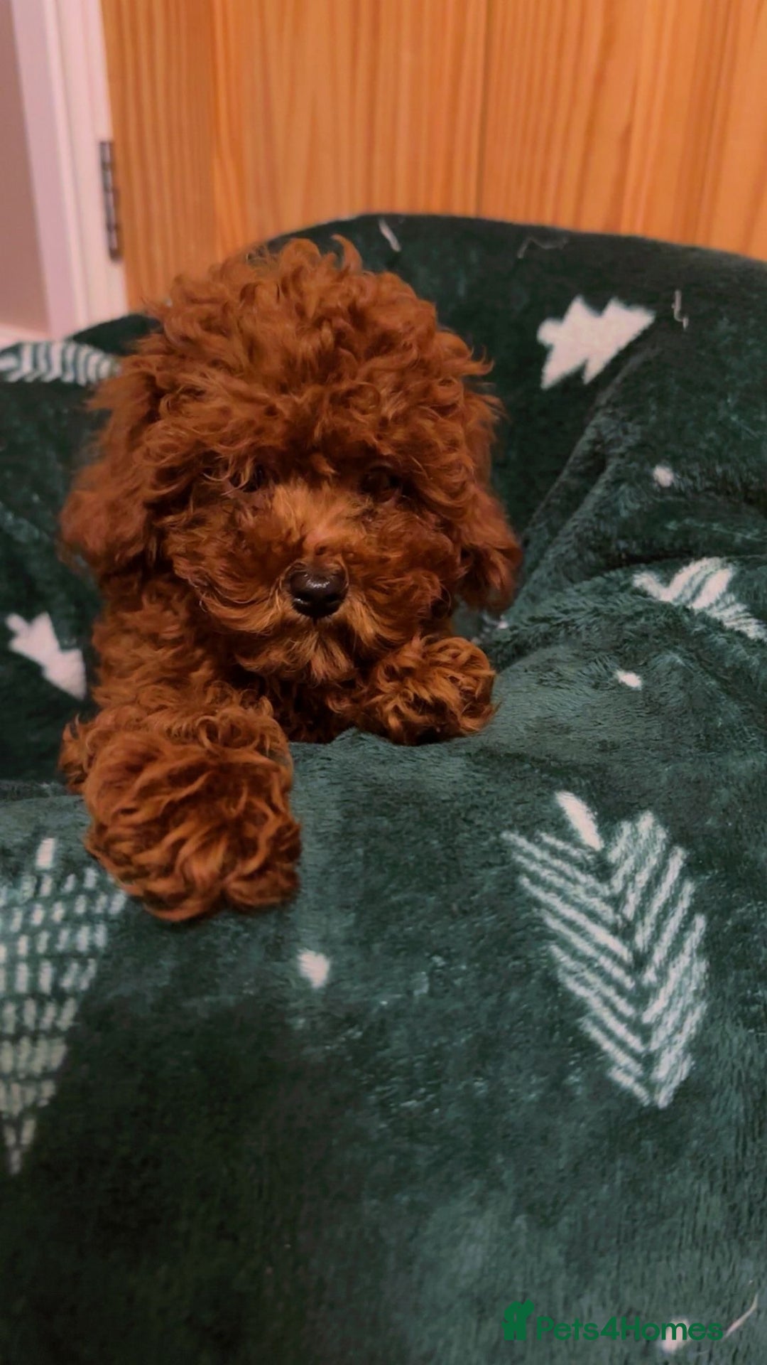 Toy Poodle dogs for sale: Asian Toy Poodle (Korean & Chineese) - Advert 6