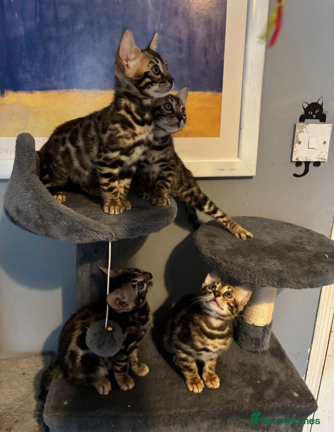 Bengal cats Pedigree Bengal Kittens  - Advert 1
