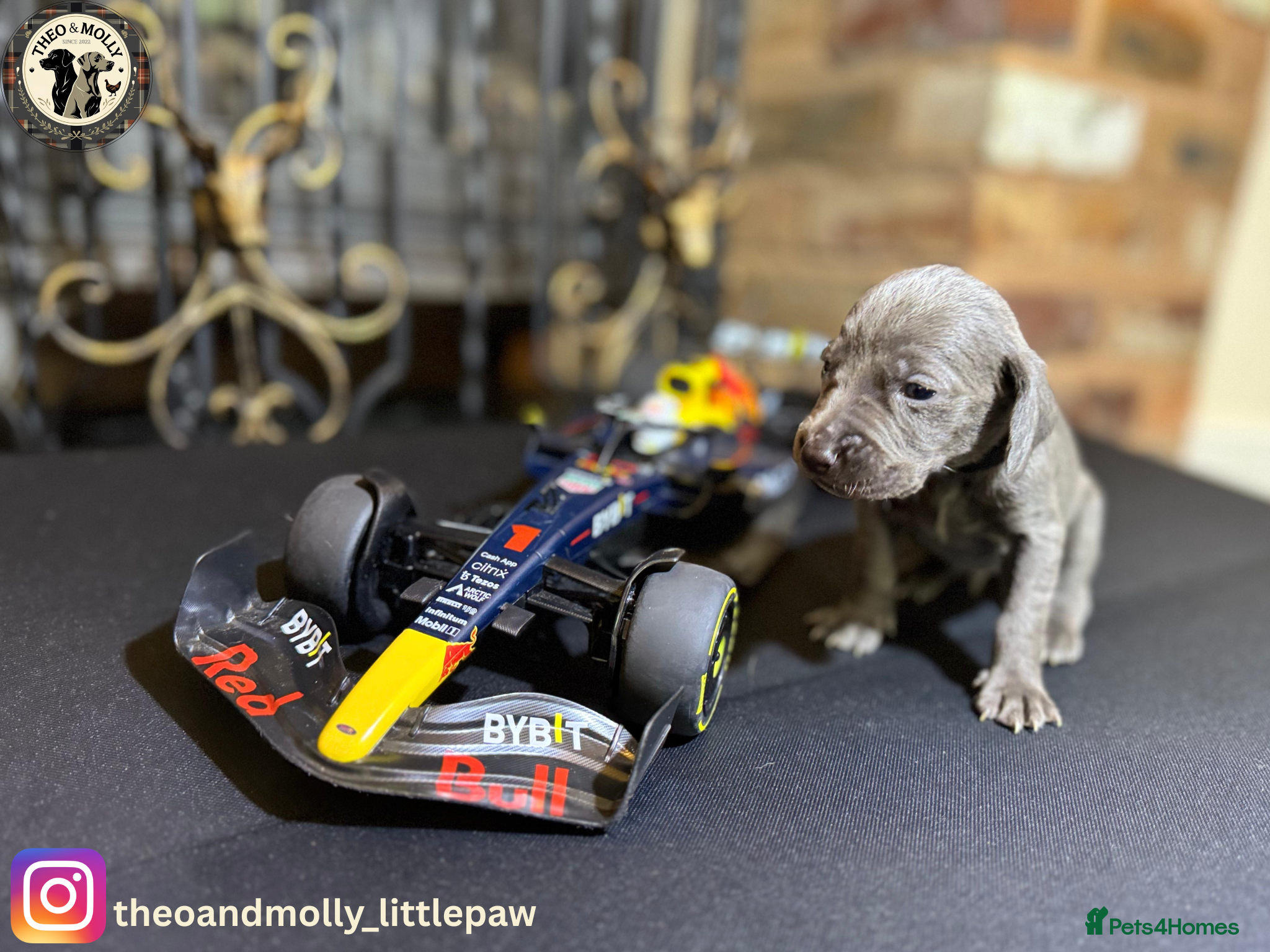 Weimaraner dogs  ❤️Adorable KC-Registered Weimaraner Puppies❤️ - Advert 2
