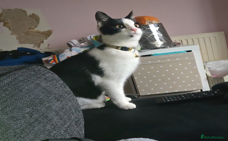 Domestic Shorthair cats - Advert 5