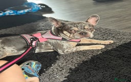 French Bulldog dogs for sale: 🌸Tri Merle Girl French Bulldog🩷 - Image 2