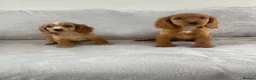 Cocker Spaniel dogs for sale: 4 outstanding cocker spaniels  - Advert 10