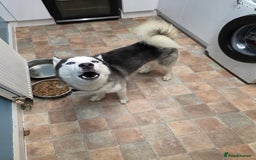 Shepsky dogs for sale: 7 beautiful shepsky puppies - Advert 2