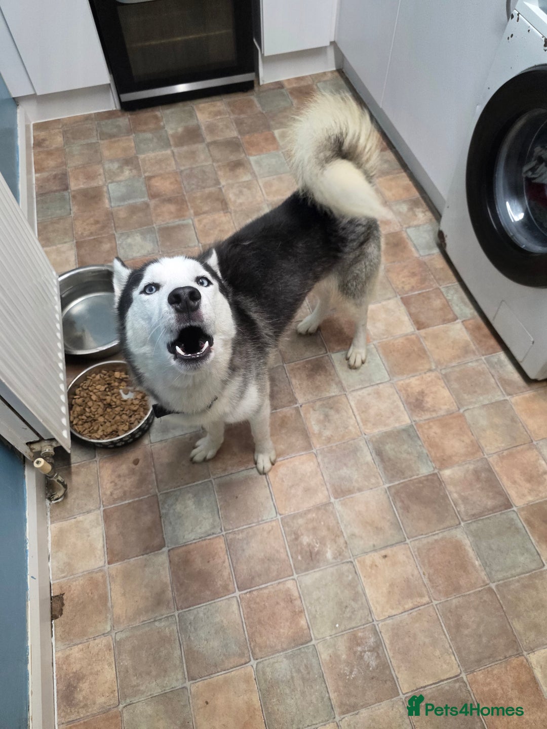 Shepsky dogs for sale: 7 beautiful shepsky puppies - Advert 2